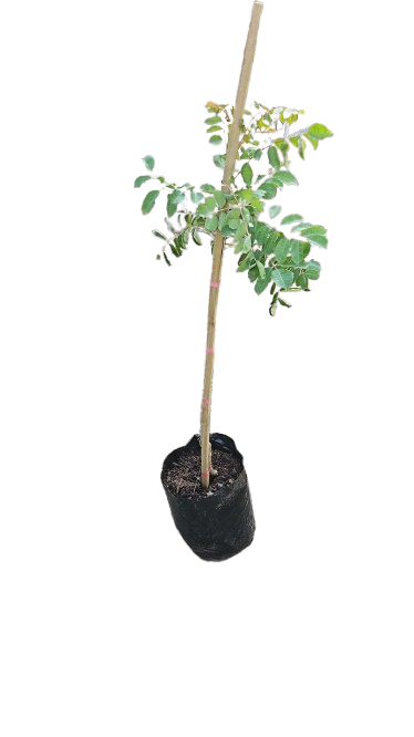 Sclerocarya Birrea (Marula Tree) 20L