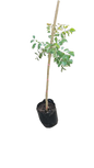 Sclerocarya Birrea (Marula Tree) 20L
