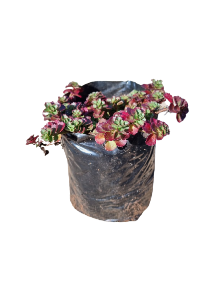 Sedum Red Carpet 2L