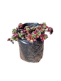 Sedum Red Carpet 2L