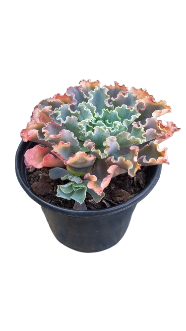 Echeveria Assorted 17cm