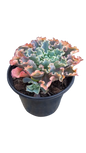 Echeveria Assorted 17cm