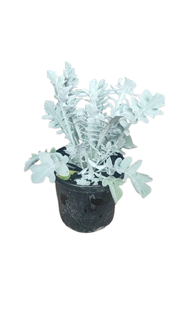 Centaurea Silver Swirl 17cm