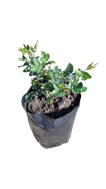Simplicity Rose - 5L