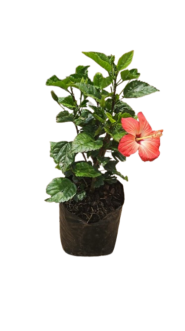 Hibiscus 10L Various Colours