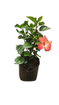 Hibiscus 10L Various Colours