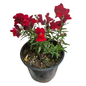 Snapdragon Pot 15cm
