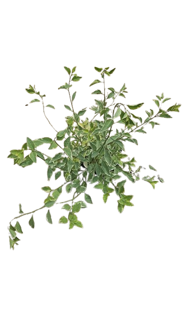 Solanum Rantonnetii Variegatum 4L