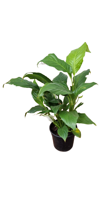 Spathiphyllum (Peace lilly) 15cm