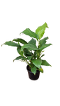 Spathiphyllum (Peace lilly) 15cm