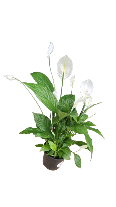 Spathiphyllum wallisii 'Chopin' - Various sizes
