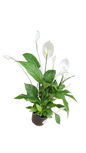Spathiphyllum wallisii 'Chopin' - Various sizes