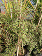 Portulacaria Afra 'Spekboom' 10L