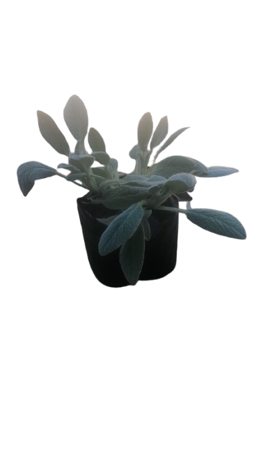 Stachys Lanata 2.5L