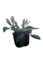Stachys Lanata 2.5L