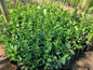 Trachelospermum Jasminoides 4L