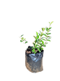 Star Jasmine 10L
