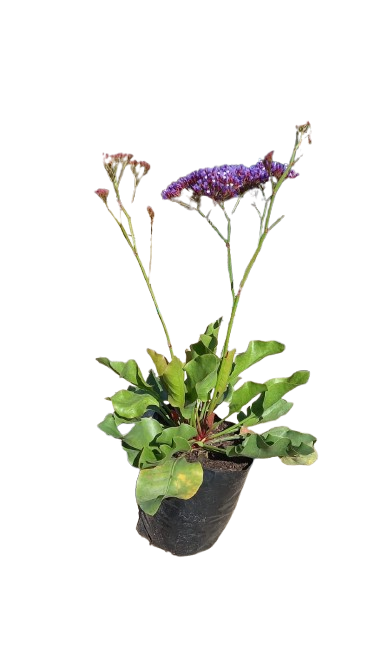 Statice Perezii Atlantis - 3L