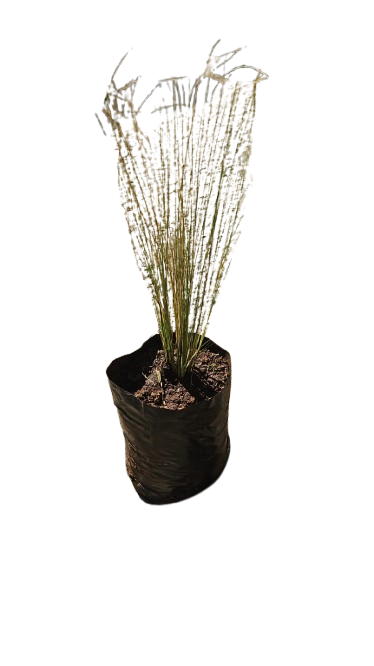 Stipper Grass 1.5L
