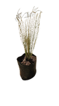 Stipper Grass 1.5L