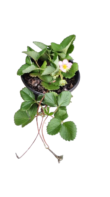 Strawberry F1 Various colors 17cm