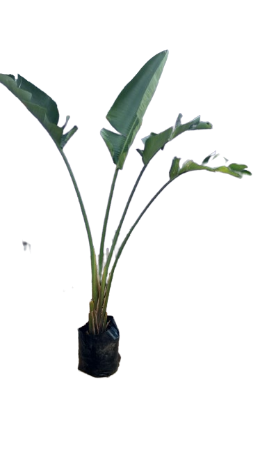 Strelitzia Nicolai 20L