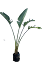 Strelitzia Nicolai 20L
