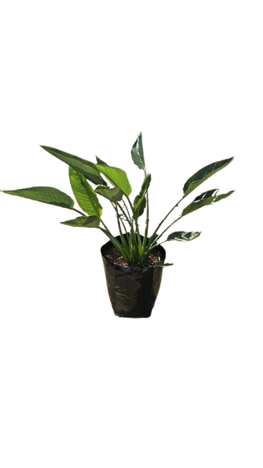 Strelitzia Reginae 20L