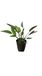 Strelitzia Reginae 20L