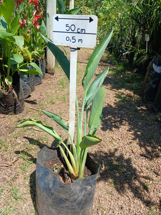 Sterlitzia Reginae 10L