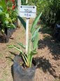 Sterlitzia Reginae 10L