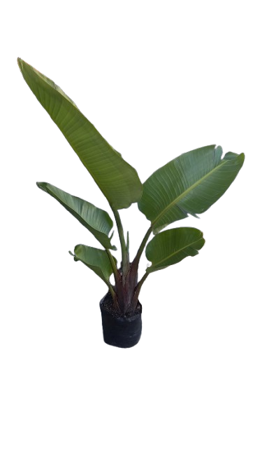 Strelitzia Nicolai - Wild Banana 8L
