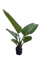 Strelitzia Nicolai - Wild Banana 8L