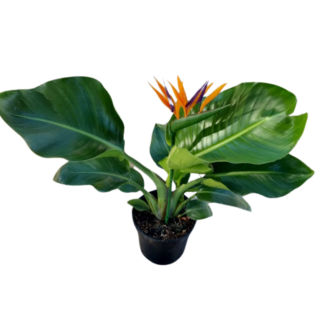 Strelitzia Nicolai 14cm