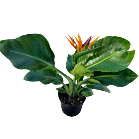 Strelitzia Nicolai 14cm