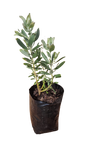 Leucospermum Succession