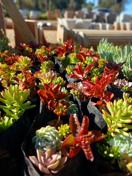Succulent Mixed Arrangement 4L