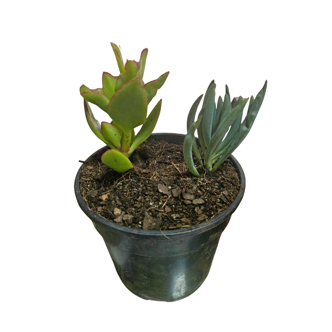 Mixed Succulent 14cm Pot