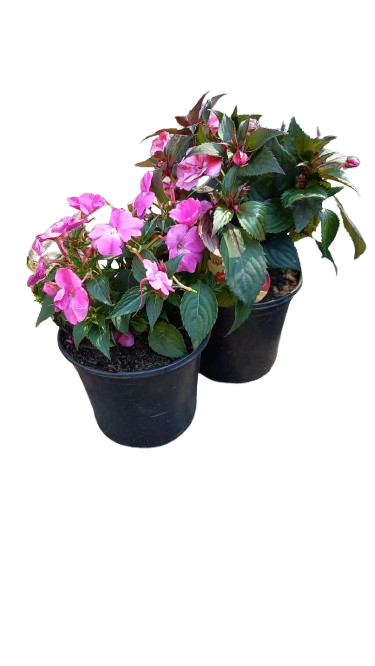 Sunpatients Compact Assorted 17cm