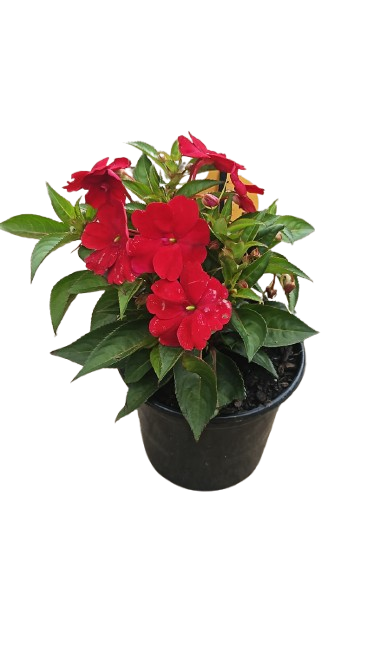 Sunpatients Compact Assorted 17cm