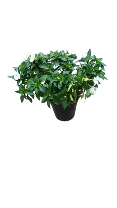 Sunpatiens Mix 21cm