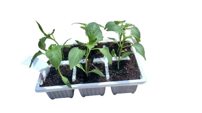 Sweet Red Peppers 6 pack seedling tray