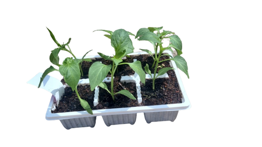 Sweet Red Peppers 6 pack seedling tray