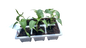 Sweet Red Peppers 6 pack seedling tray