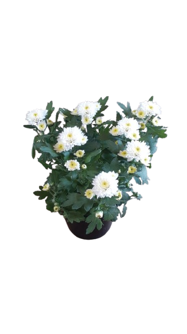 Chrysanthemum Various 12cm