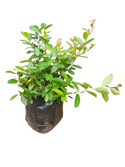 Syzygium paniculatum  - 10lt