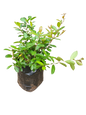 Syzygium paniculatum  - 10lt