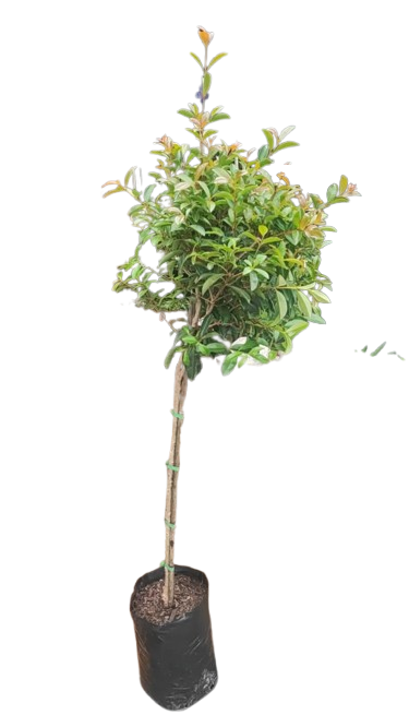 Syzygium Paniculatum STD 8L