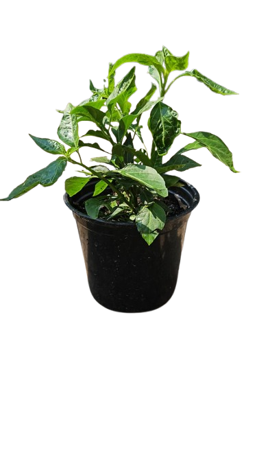 Capsicum Plant 15cm various