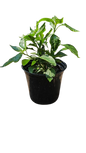 Capsicum Plant 15cm various